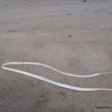 Plastic Packing Strips