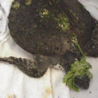 Shackleford III Green turtle ate balloons