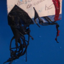 Shackleford III - Balloons Green turtle eats balloons