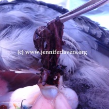 Shearwater chick Shearwater chick with balloon remnants in digestive tract