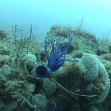 Latex Balloon 90 feet deep Shredded latex balloon 90 feet under the ocean