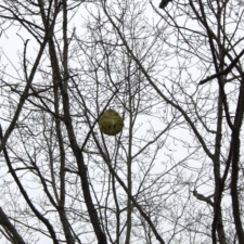 Alabama mylar balloon in trees in Alabama