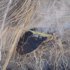 More Lost Shoes Sole of a shoe packed in the dune