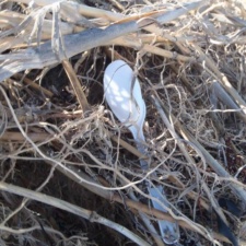 Plastic Pollution Spoon in the dune