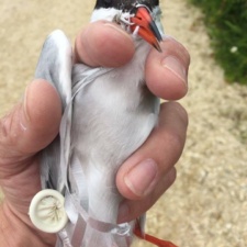 Photo credit: L. Smith
Cape May New Jersey USA