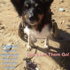 Tess the Beachcombing Doggy - UK