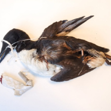 Guillemot - Dead Guillemot was entangled in a balloon ribbon - Killed