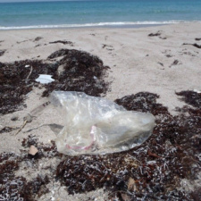 Balloon Pollution mylar balloon litter in sargassum