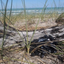 VHS tape. Unreel! VHS tape in wood on sand dune