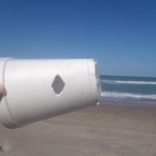 Styrofoam Pollution Young triggerfish bites a styrofoam cup