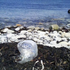 Mylar balloon washed in with the seaweed Mylar balloon washed in with the seaweed