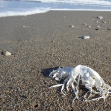 Burst Latex Balloon burst latex balloon pollution