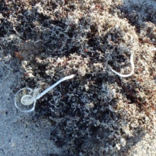 Balloon Pollution latex balloon bits with string on beach