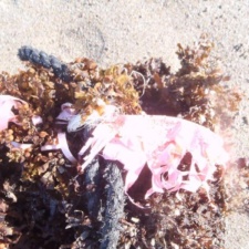 latex balloon & ribbon entangled with rope latex balloon and ribbon entangled with rope