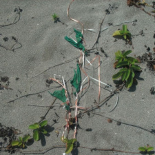 Balloon Pollution latex balloon and ribbons polluting beach