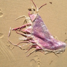 Latex Balloon latex balloon on beach