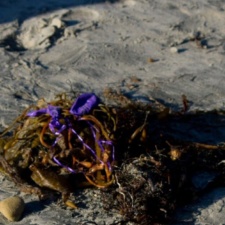 Latex in seaweed latex balloon pieces and ribbon in seaweed