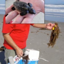 Loggerhead sea turtle was tangled in latex balloon & ribbon loggerhead sea turtle was tangled in latex balloon & ribbon
