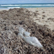Mylar in sargassum mylar balloon litter iin sargasssum
