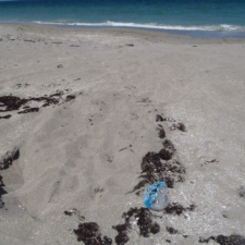 Mylar and Sea Turtles Don't Mix Mylar balloon on sea turtle nest
