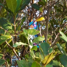 Mangroves mylar balloon polluting the mangroves