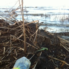 Mylar balloon spoils the Louisiana shoreline Mylar balloon spoils the Louisiana shoreline