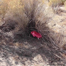 Balloon Pollution mylar balloon tucked under shrub
