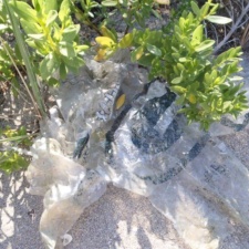 Balloon Pollution mylar balloons polluting mangrove