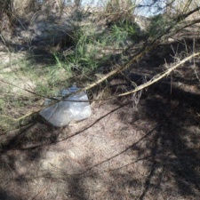 Mylar Balloon old mylar balloon near pine trees