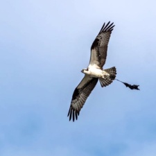 Osprey entangled in latex balloon & its ribbon Osprey entangled in latex balloon and its ribbon