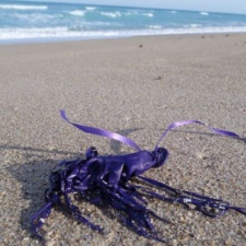 Shredded Latex Balloon & Ribbon latex balloon with ribbon polluting beach
