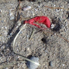 Latex balloon near a crab’s hole latex balloon near a crab’s hole