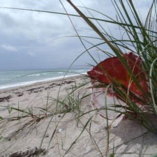 Stay out of the dunes! mylar balloon caught in the dunes