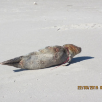 Seal Tangled in Balloon Ribbon