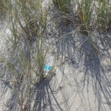 Single-use Plastic Pollution single-use plastic water bottle littering seagrass