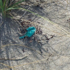 Latex Balloon small piece of balloon polluting sand dune