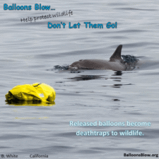 Dolphin swims by a mylar balloon offshore California