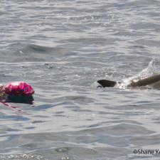 A dolphin swims by mylar balloons offshore California